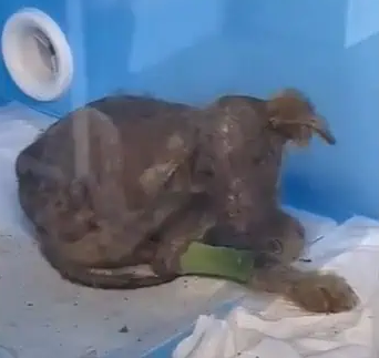 At the vet's office, tests revealed that...