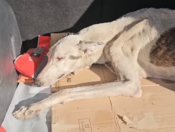 For days, Noah fought to survive adverse...