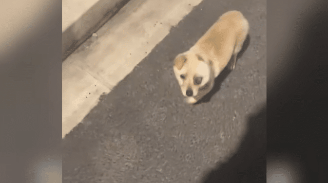 I hesitated as I crouched beside it, but...