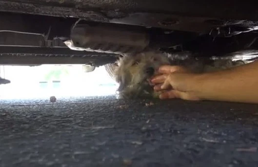 During a vet visit, Karla discovered tha...