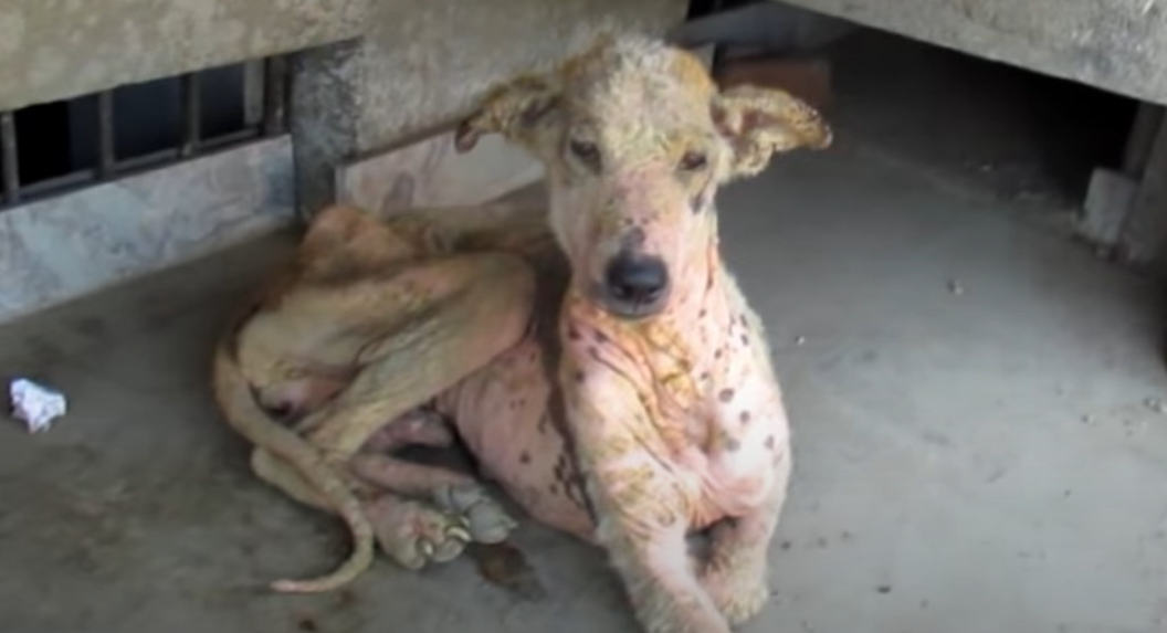 Our dedicated rescue team gently transpo...