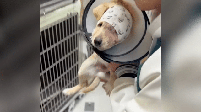 I promptly contacted animal services, st...