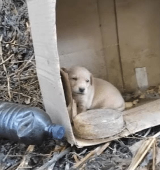 Fortunately for Nala, she was discovered...