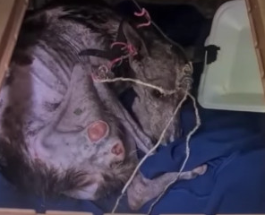 Remarkably, Angela showed resilience fro...