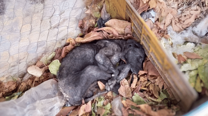 This old dog had a look in his eyes that...