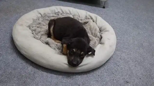 Extra image from article