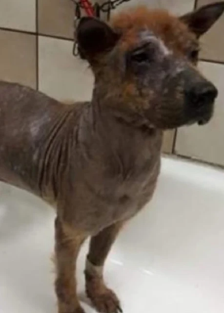 In the words of his new owner, Forrest, ...