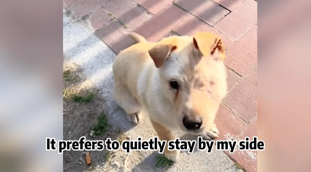 In the weeks that followed, the dog rece...