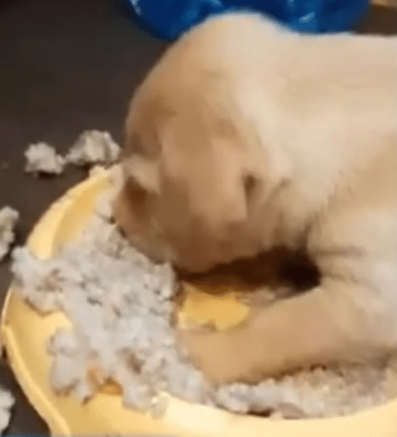 With each passing day, Nala's condition ...