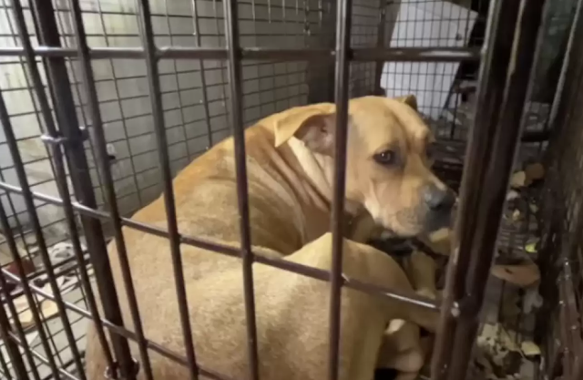 Persevering, Lochmann set up a trap insi...