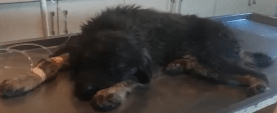 The young dog, affectionately nicknamed ...