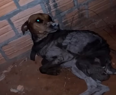 Under our care, Clay's transformation wa...