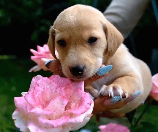 Extra image from article