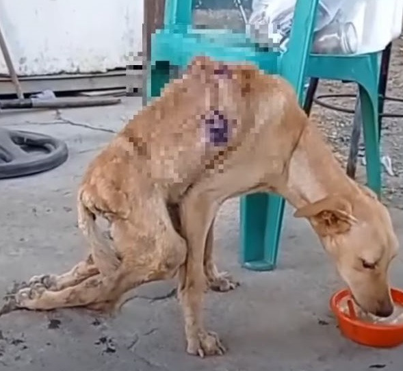 Catire's troubles began when he was hit ...