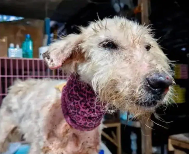 Extra image from article