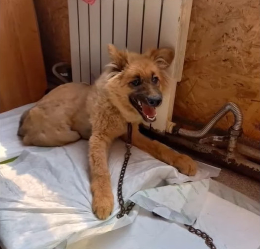 However, Mulan’s story took a heartwarmi...