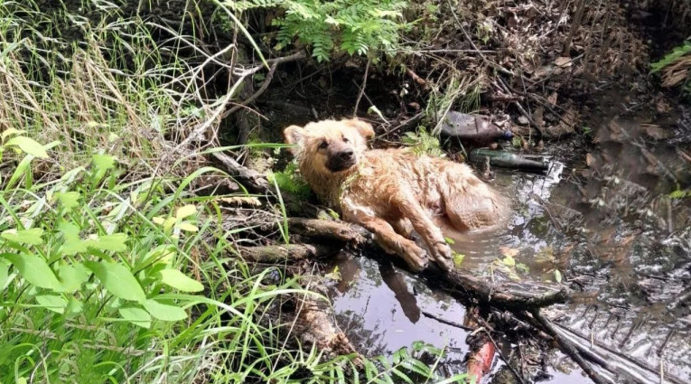 Once transported to safety, X-rays showe...