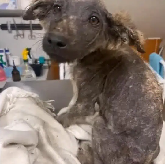 Despite his suffering, Mickey's gentle n...