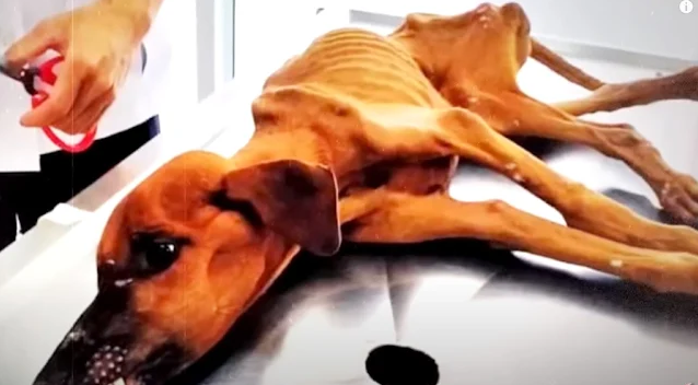 Extra image from article