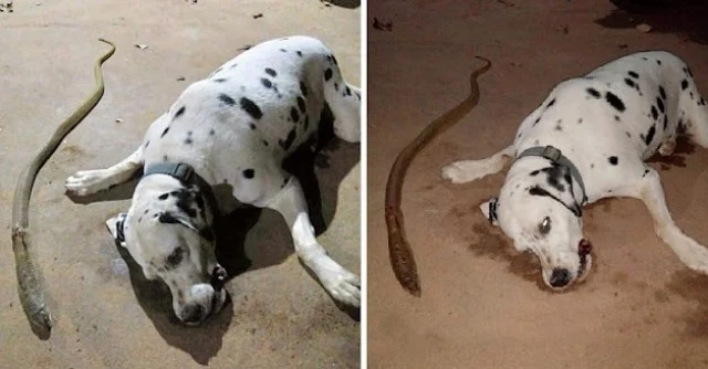 Extra image from article