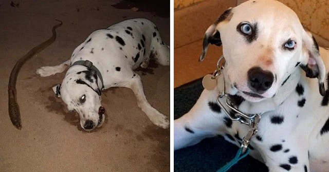 Despite successfully neutralizing the th...