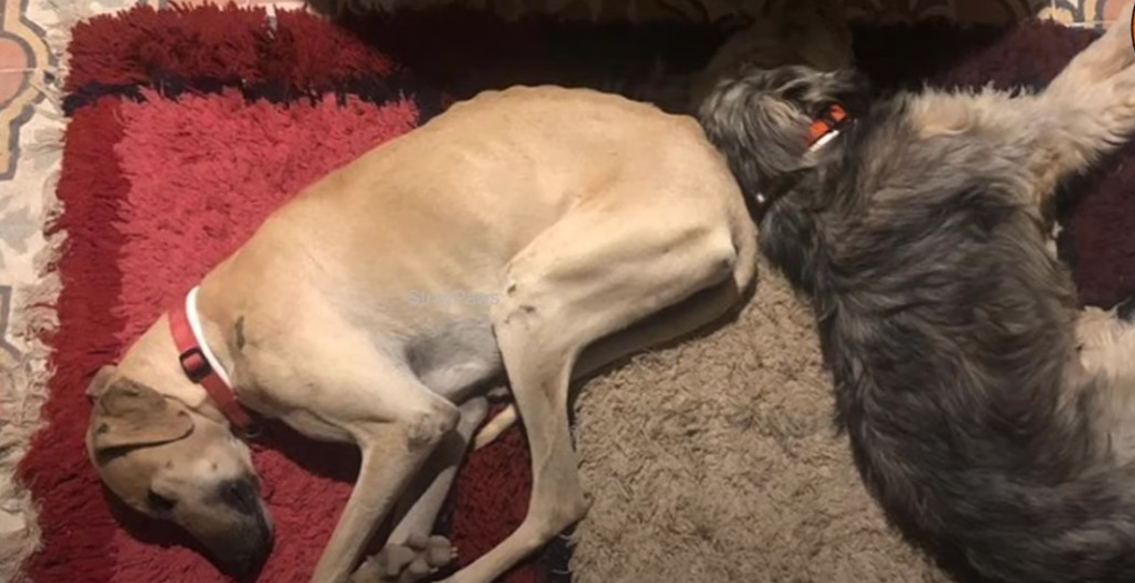 Today, Sam is not just healing; he is th...