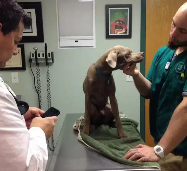 Murray's chances of survival were slim, ...