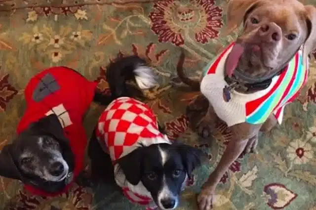 Extra image from article