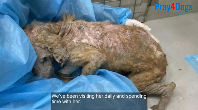 Extra image from article