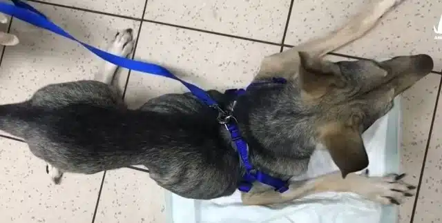 Adding to his woes, Chester suffered fro...