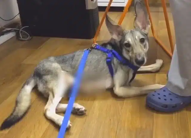 In their care, Chester was provided with...