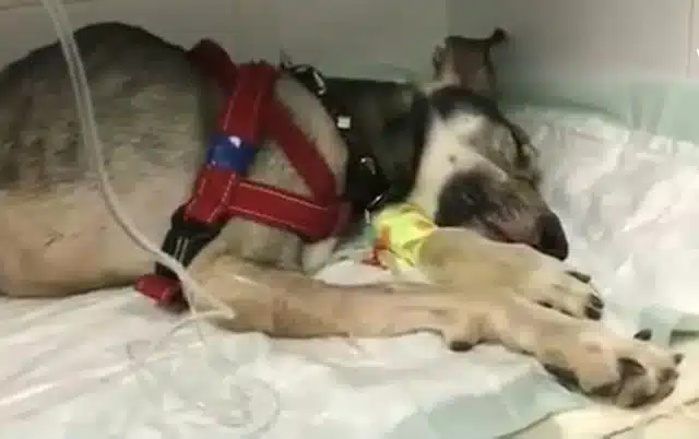 Extra image from article