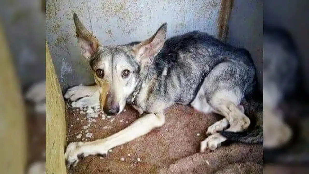 Upon his rescue, Chester was found emaci...