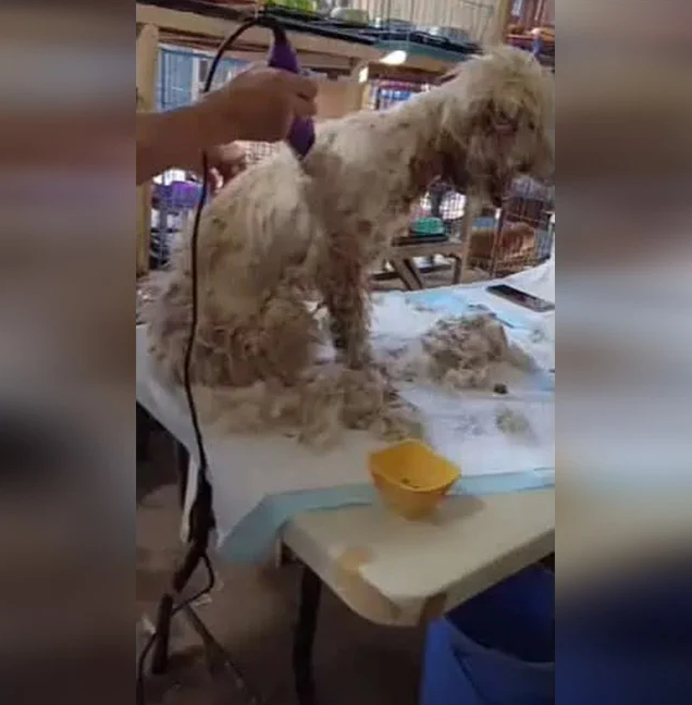 Extra image from article