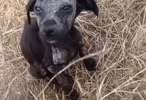 When I first encountered the puppy, her ...