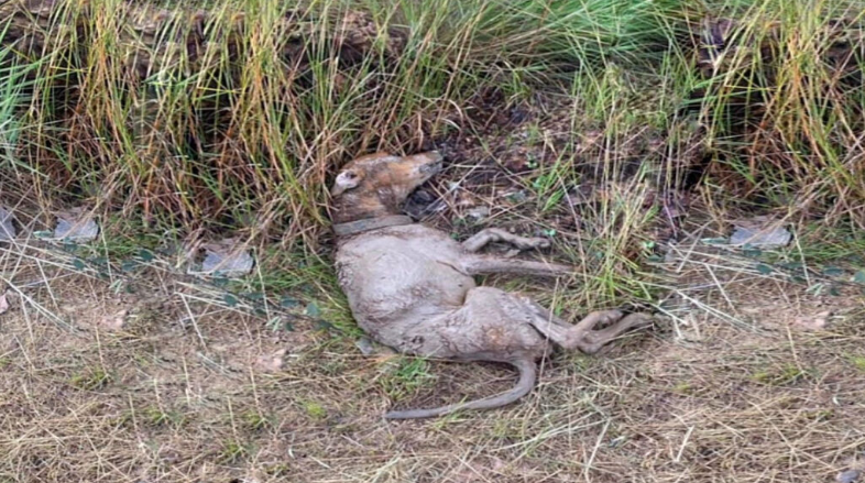 Our determined team worked tirelessly to...