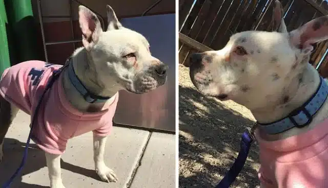 Extra image from article