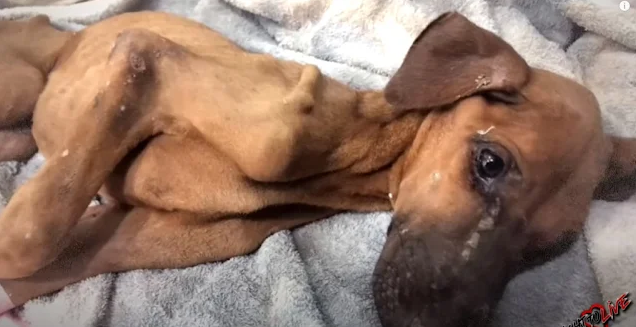 Six months after her rescue, this resili...