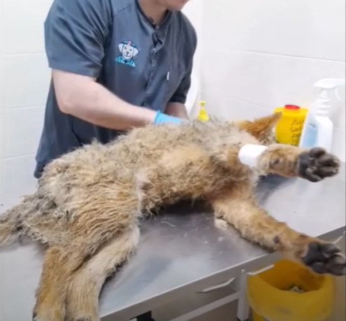 Mulan’s transformation from pain to joy ...