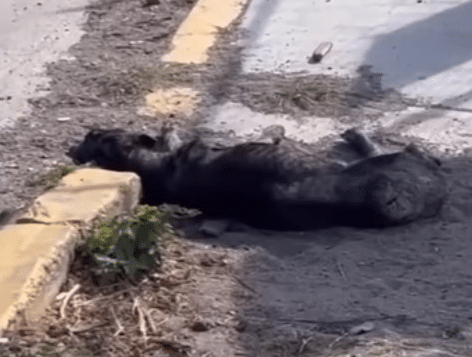 Without a moment’s hesitation, the rescu...