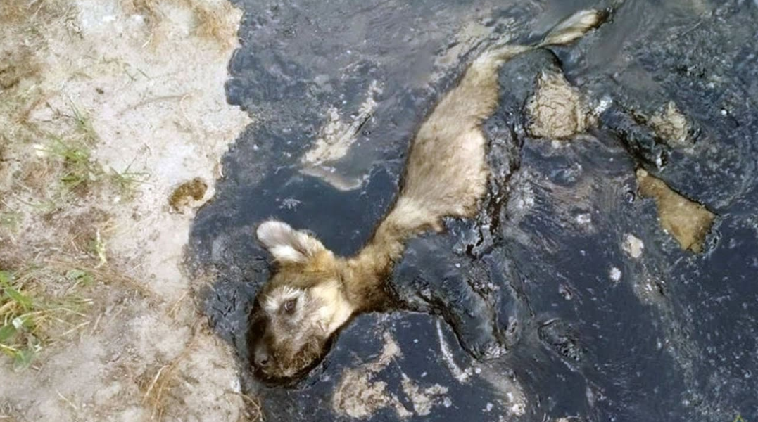 The situation that unfolded was both urg...