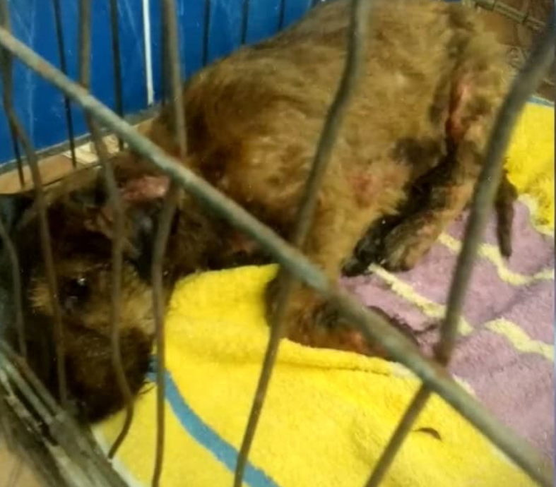 Extra image from article