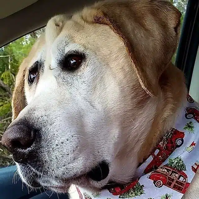 Extra image from article