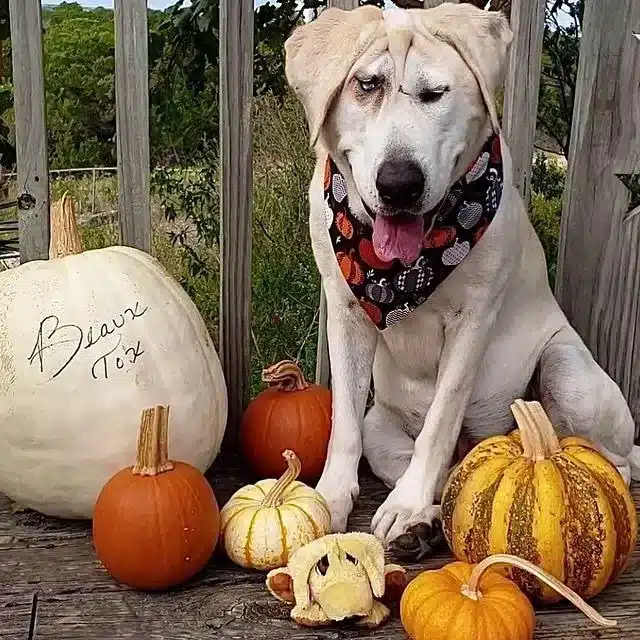 Extra image from article