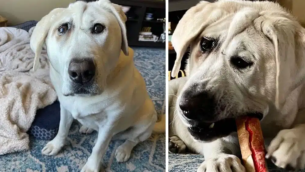 Lucky was adopted several times but, unf...