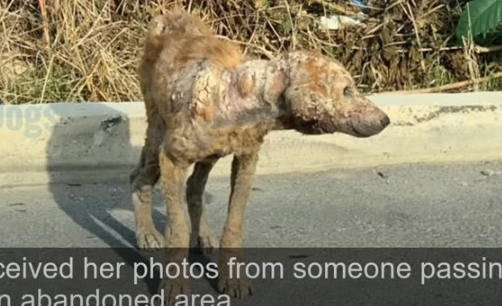 Yellow may not fully comprehend acts of ...