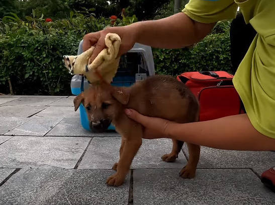 From that day onward, the puppy was no l...