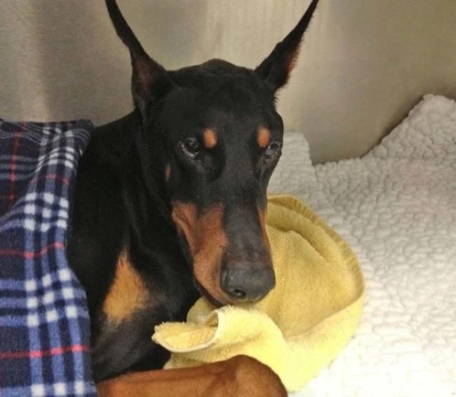 Extra image from article