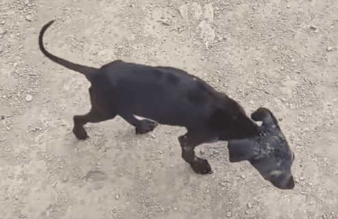 Medication was administered to ease her ...