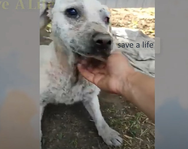 Extra image from article